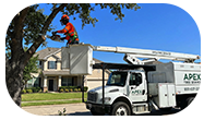 Tree trimmer in a lift cutting down a tree branch.